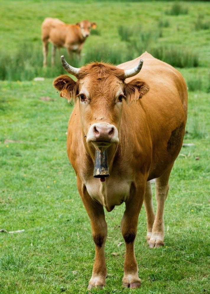 怎样使良种牛的质量不断提高-河北畜牧网|畜牧业信息